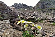 47 Erba dei camosci (Ranunculus glacialis) salendo in Pizzo Paradiso